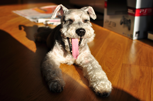 picture dogs, schnauzer yawning